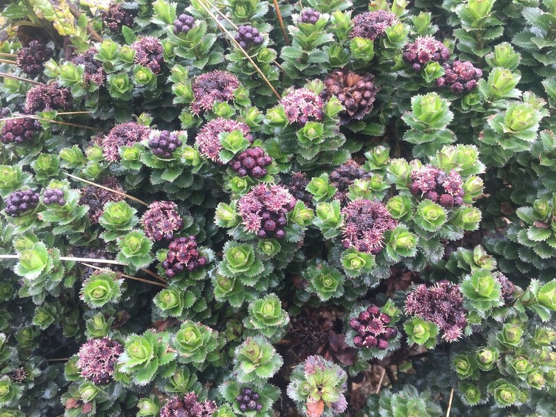 Baccharis arbutifolia photo 7