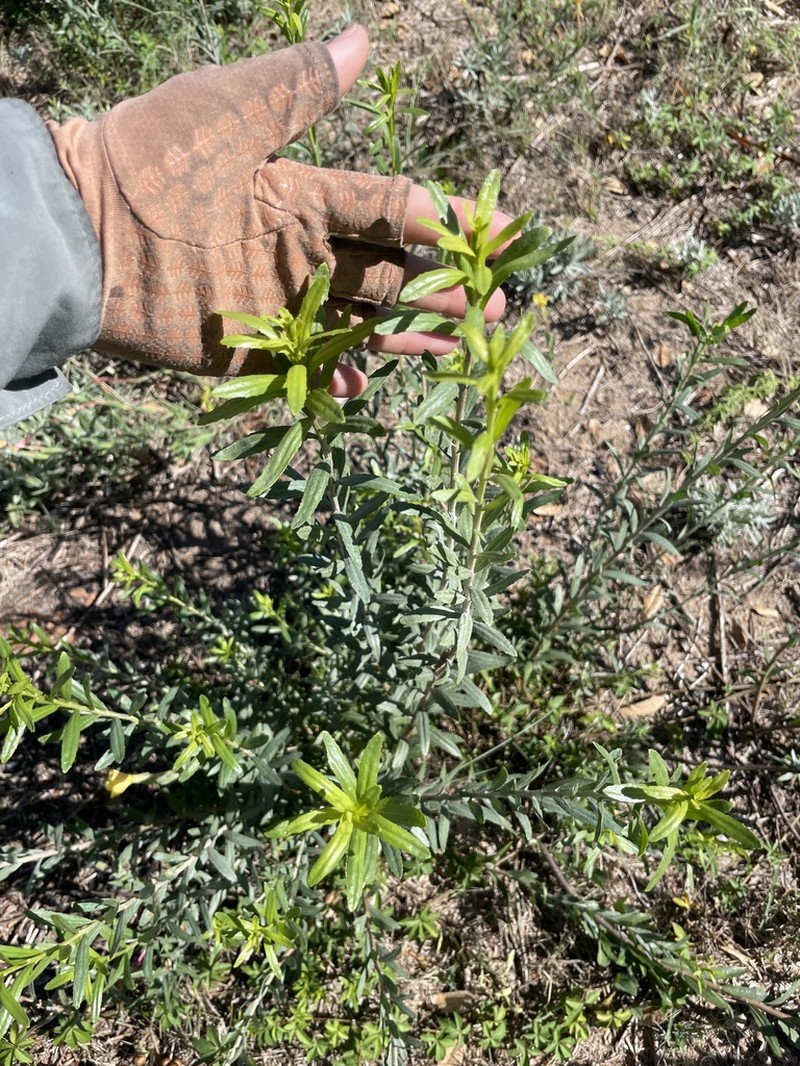 Baccharis arenaria