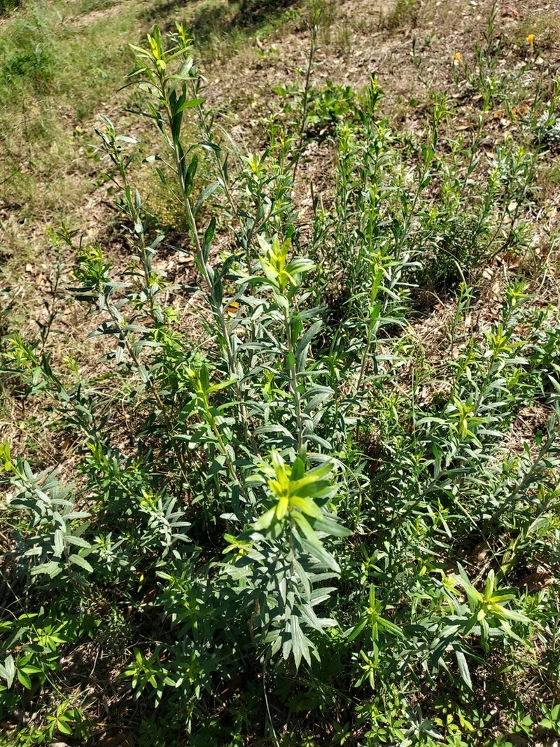 Baccharis arenaria photo 2