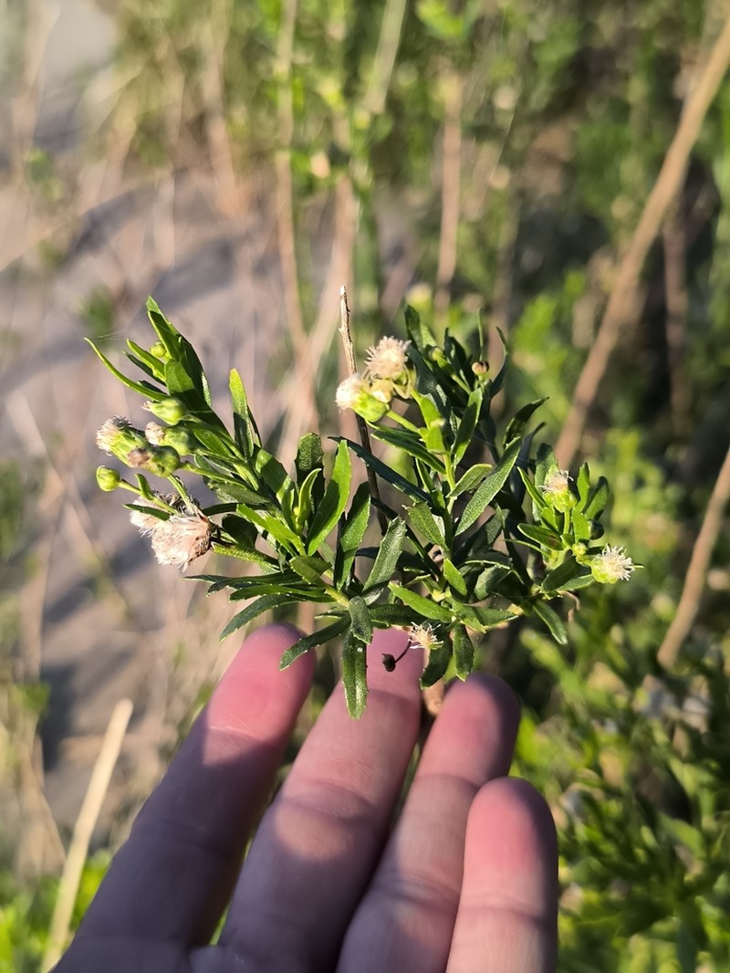 Baccharis arenaria photo 3
