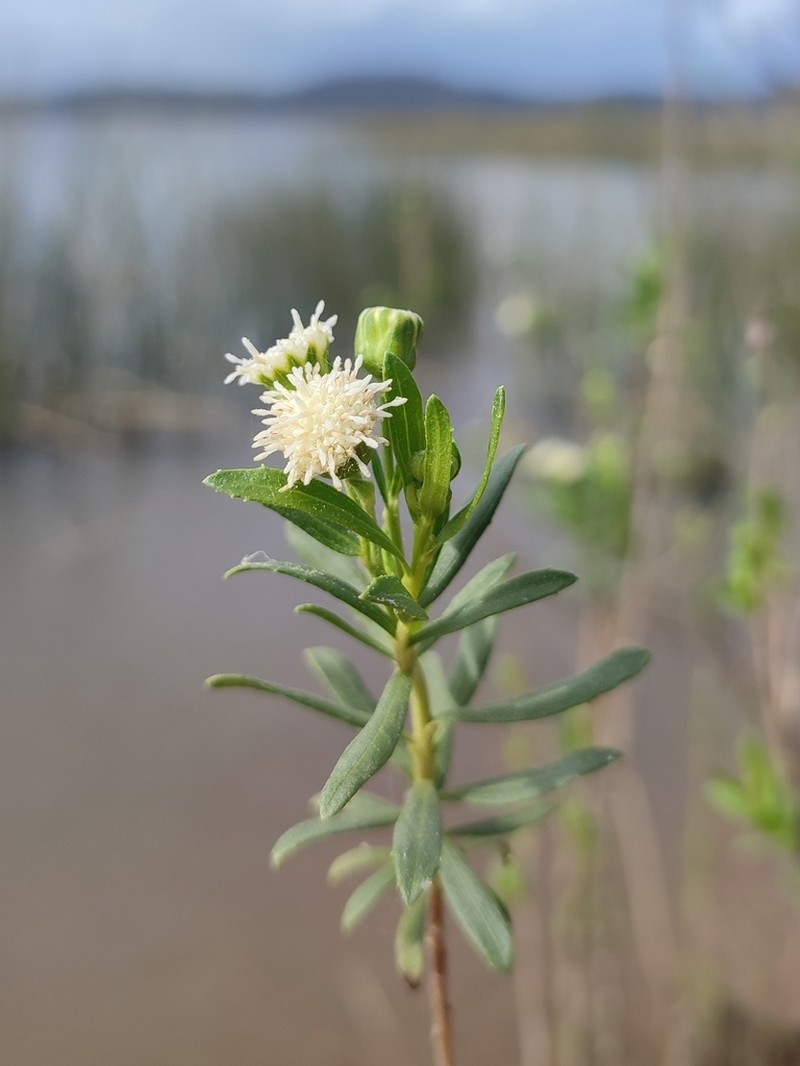 Baccharis arenaria photo 4