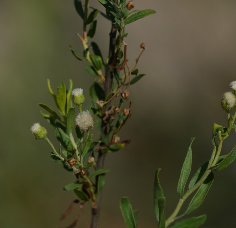 Baccharis arenaria photo 5