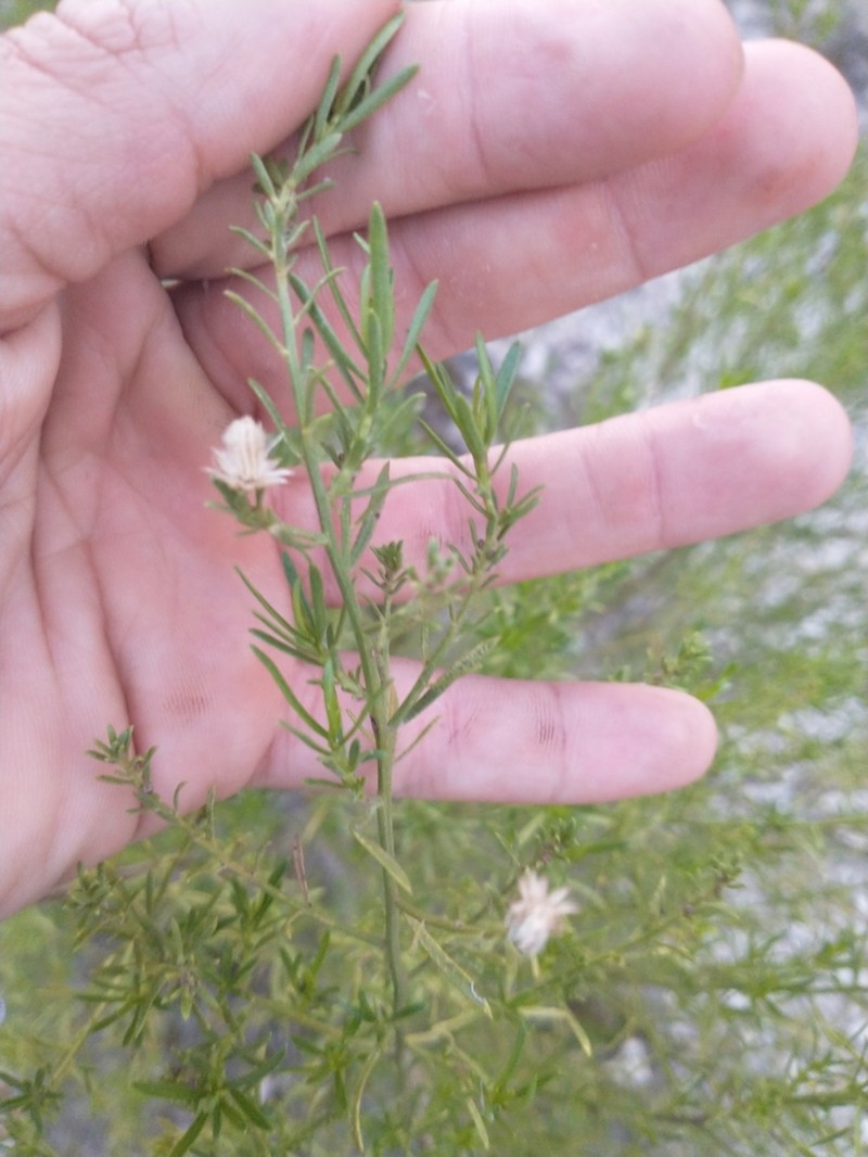 Baccharis arenaria photo 6