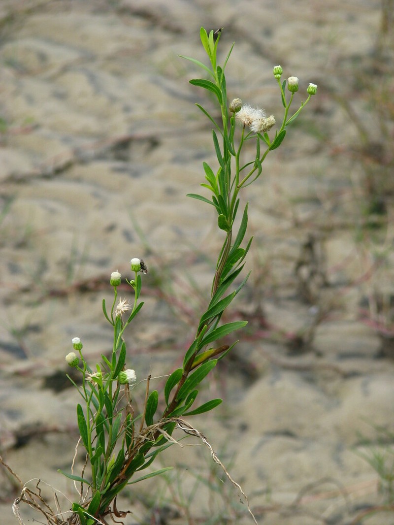 Baccharis arenaria photo 7