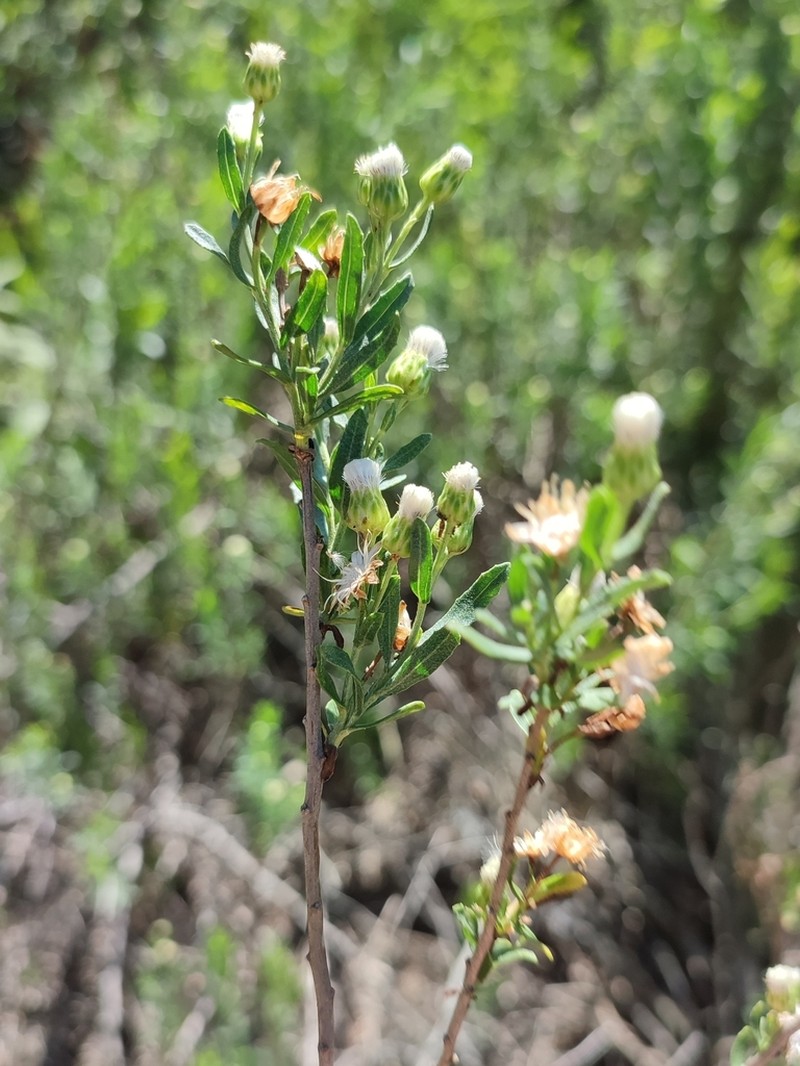 Baccharis arenaria photo 8