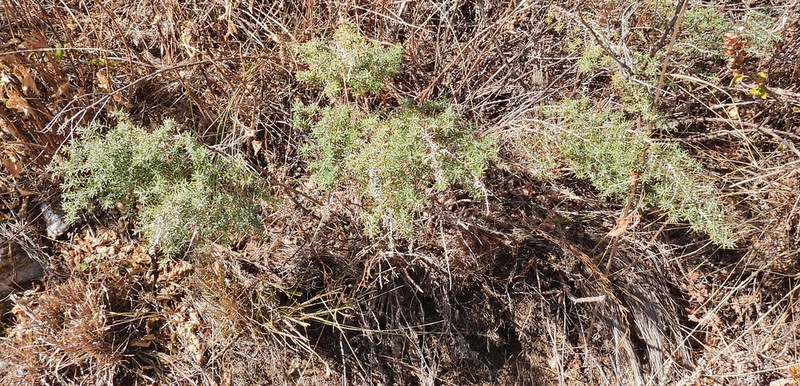 Baccharis artemisioides photo 2