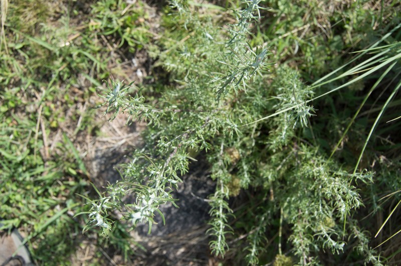Baccharis artemisioides photo 3