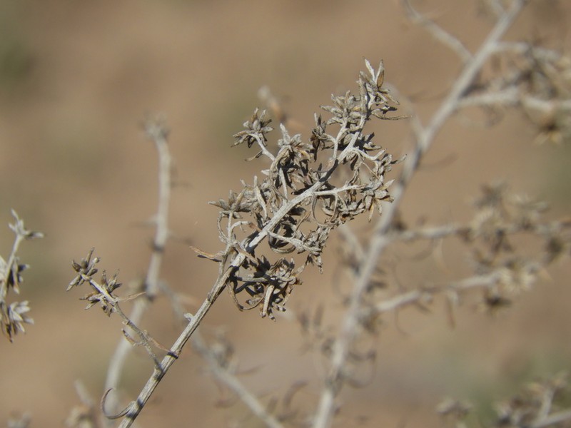 Baccharis artemisioides photo 4