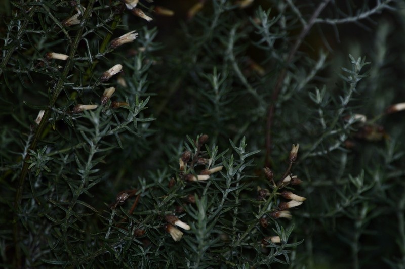 Baccharis artemisioides photo 5