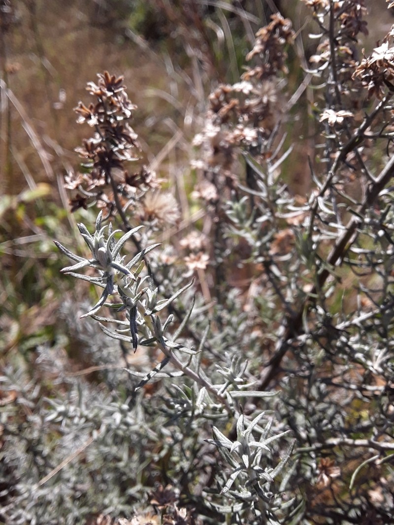 Baccharis artemisioides photo 6