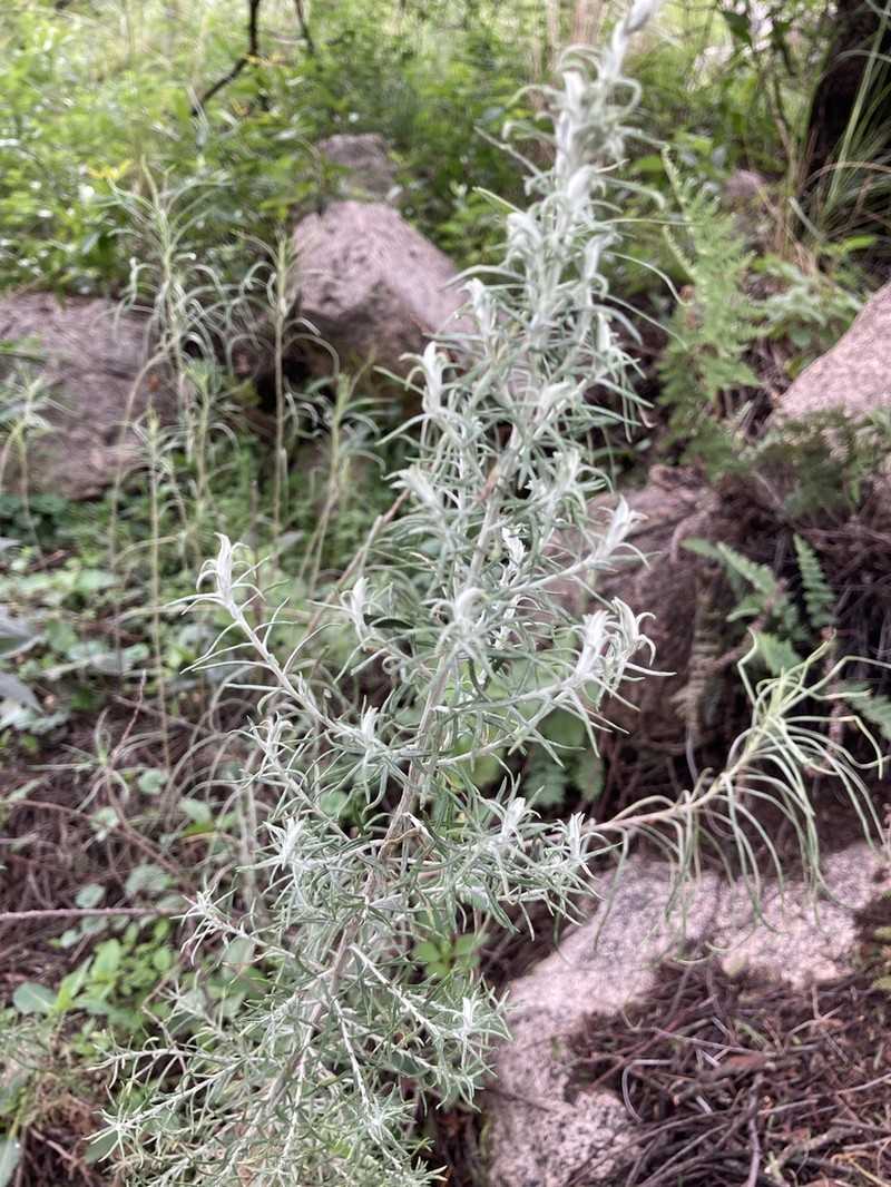 Baccharis artemisioides photo 7