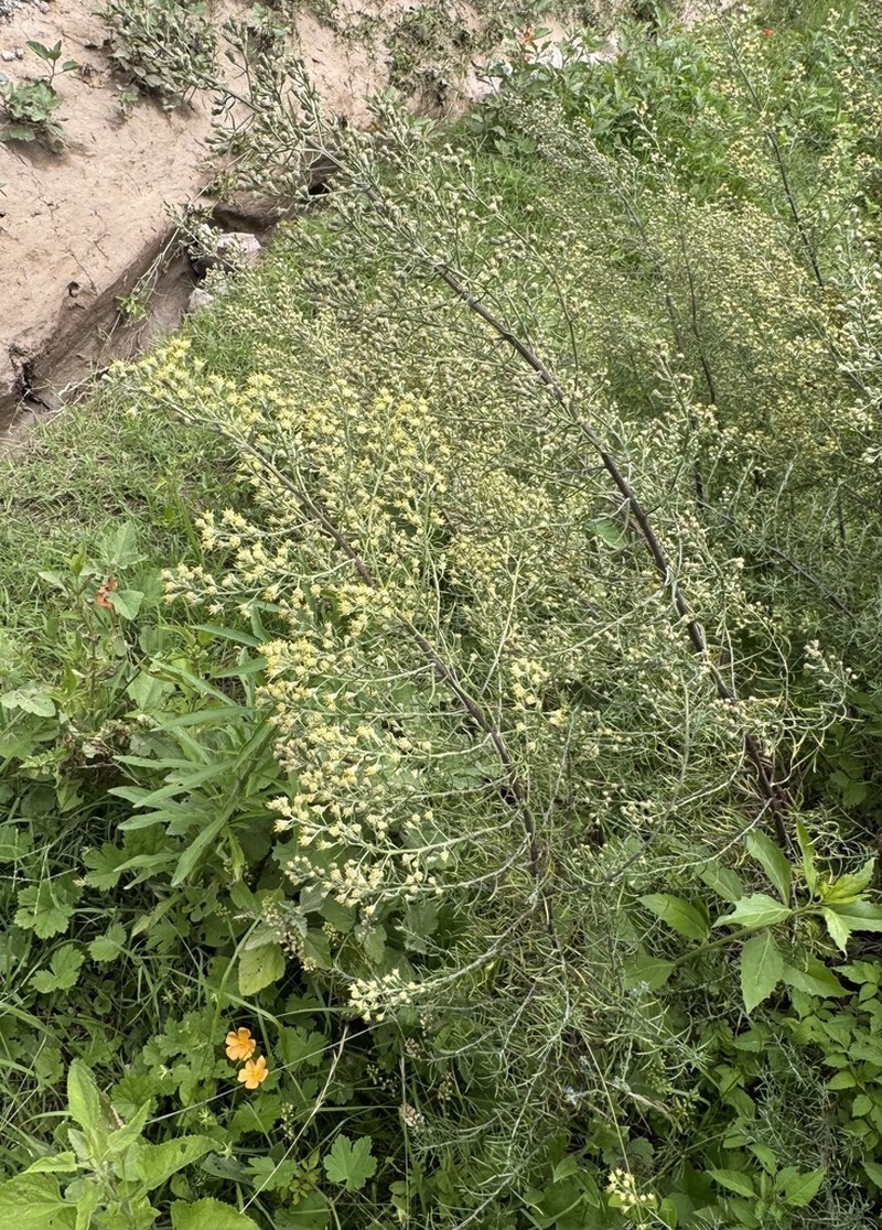 Baccharis artemisioides photo 8
