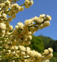 Baccharis articulata