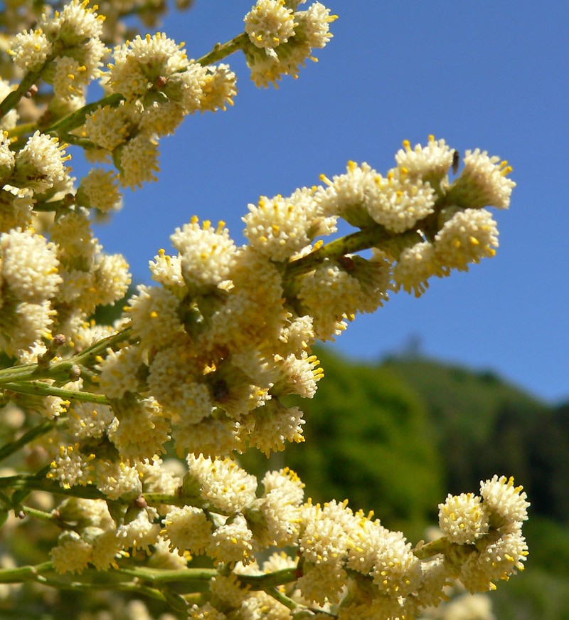 Baccharis articulata