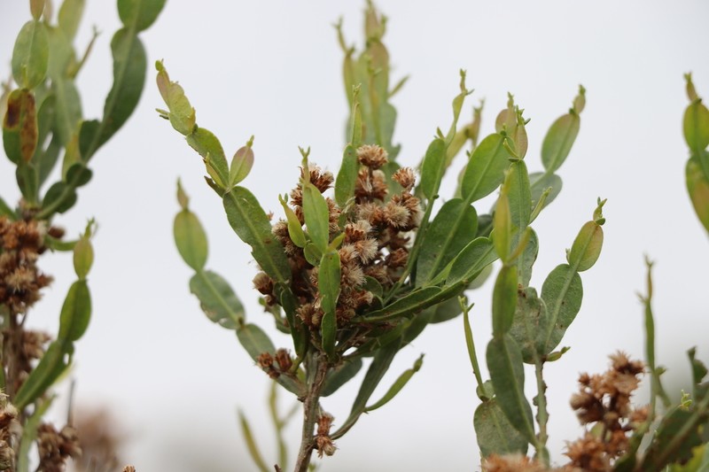 Baccharis articulata photo 2