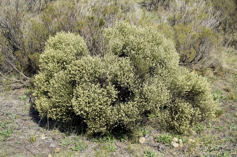 Baccharis articulata photo 3