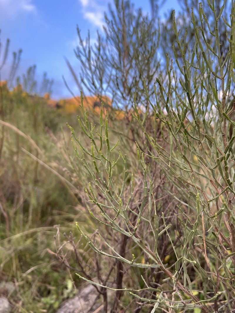 Baccharis articulata photo 4