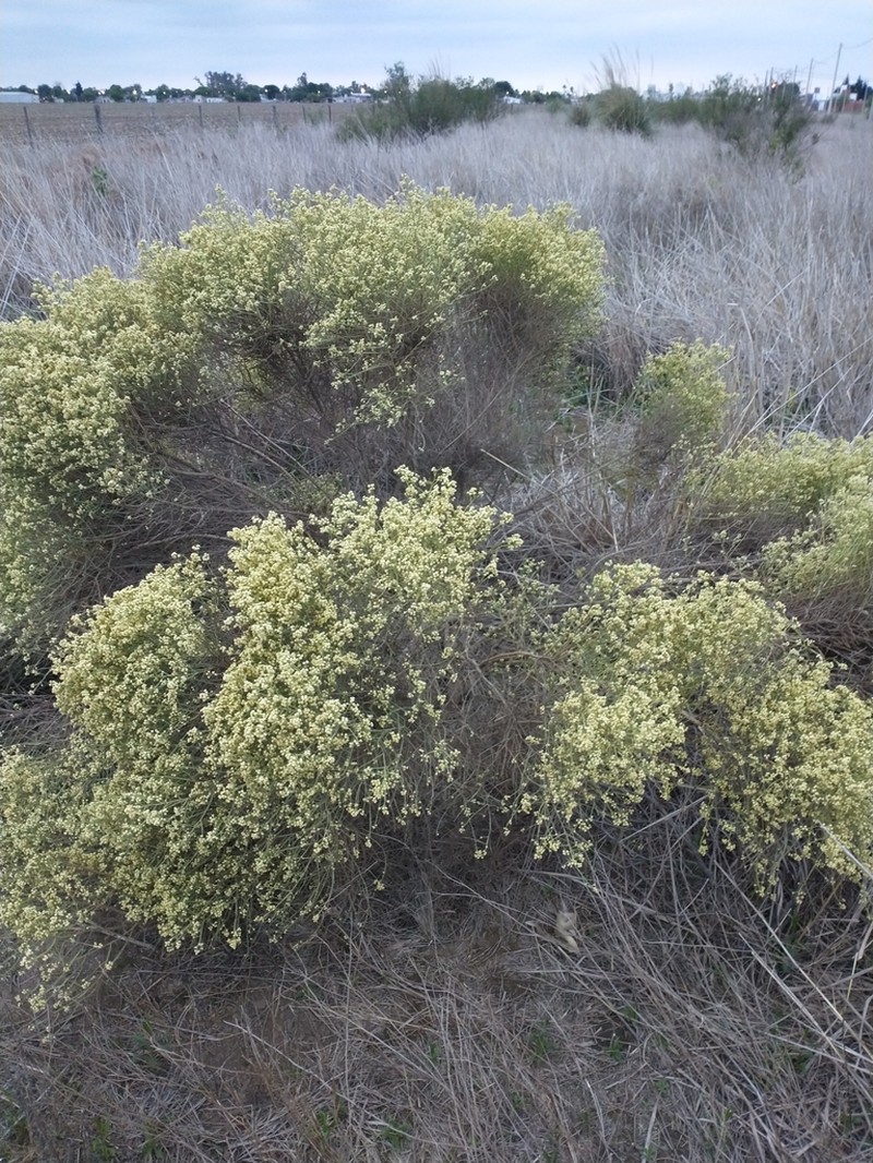 Baccharis articulata photo 5