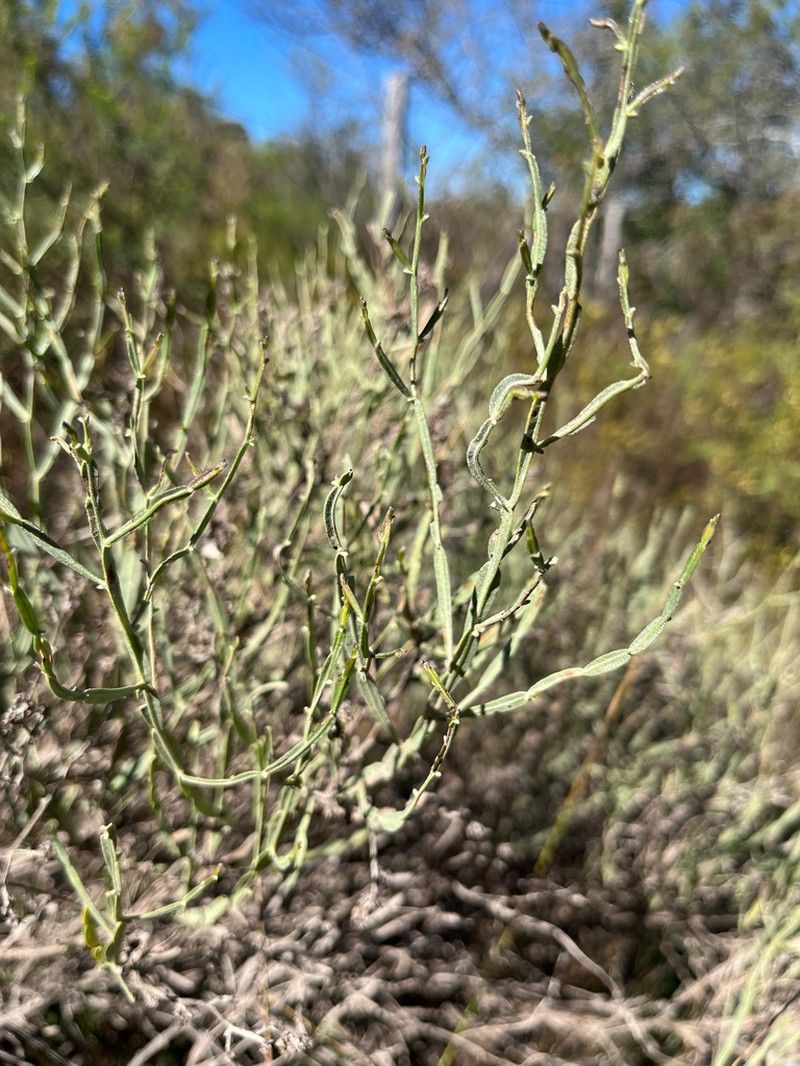 Baccharis articulata photo 6