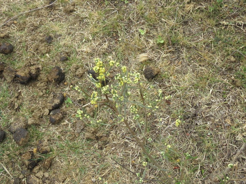 Baccharis articulata photo 7