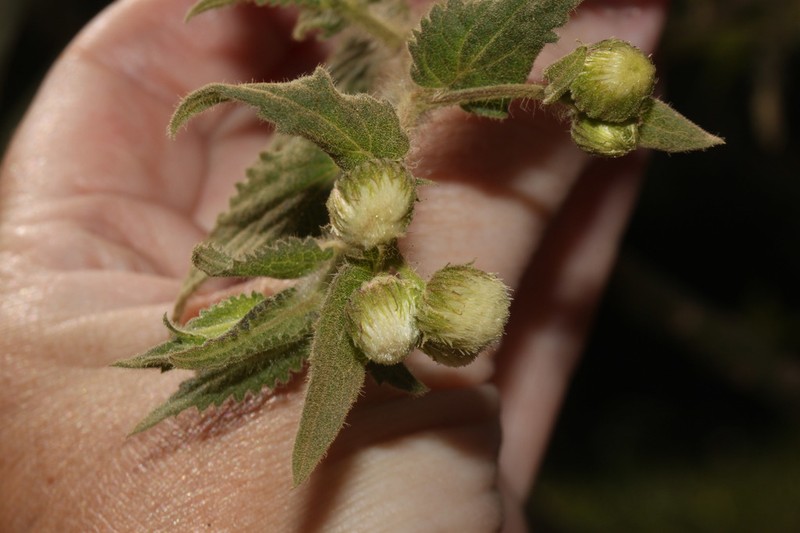 Baccharis auriculigera photo 3