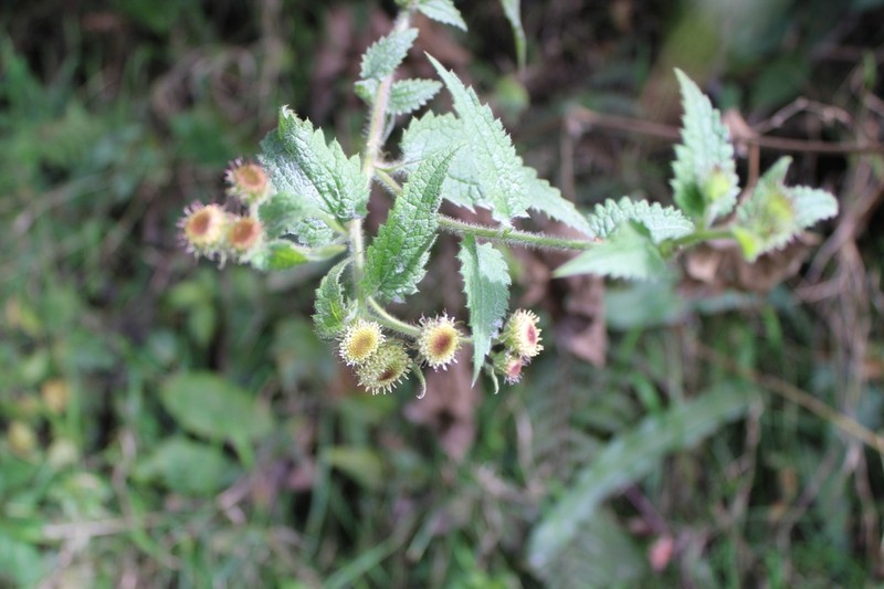 Baccharis auriculigera photo 4