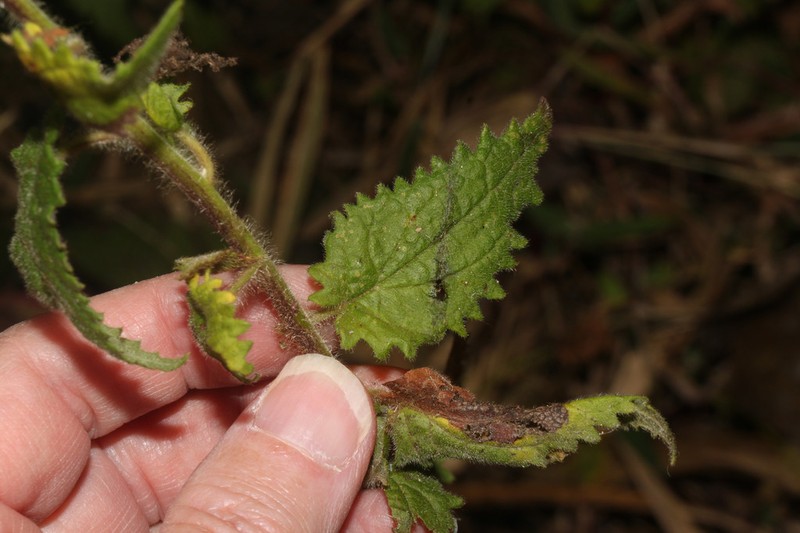 Baccharis auriculigera photo 5