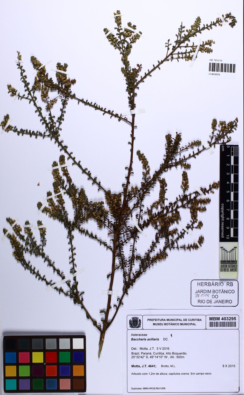 Baccharis axillaris