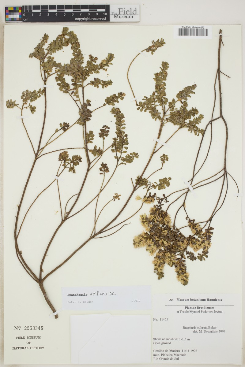 Baccharis axillaris photo 2