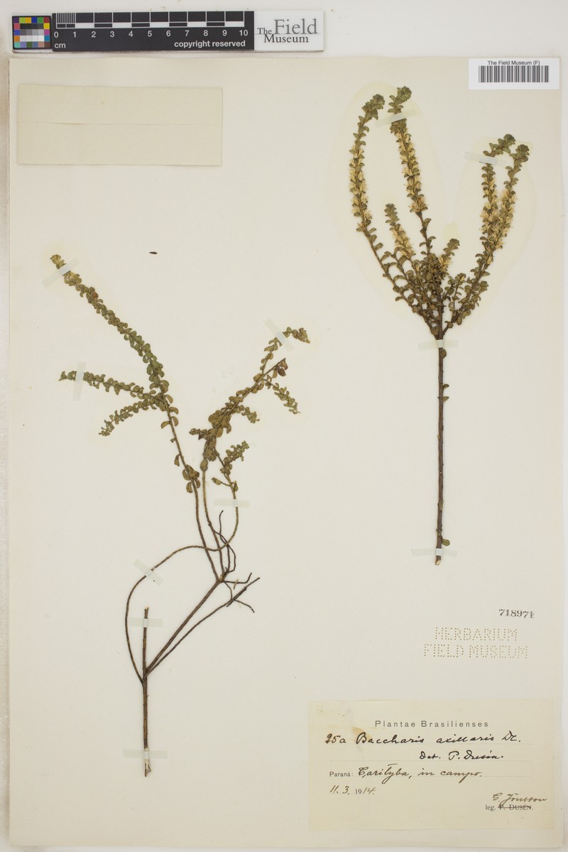 Baccharis axillaris photo 3
