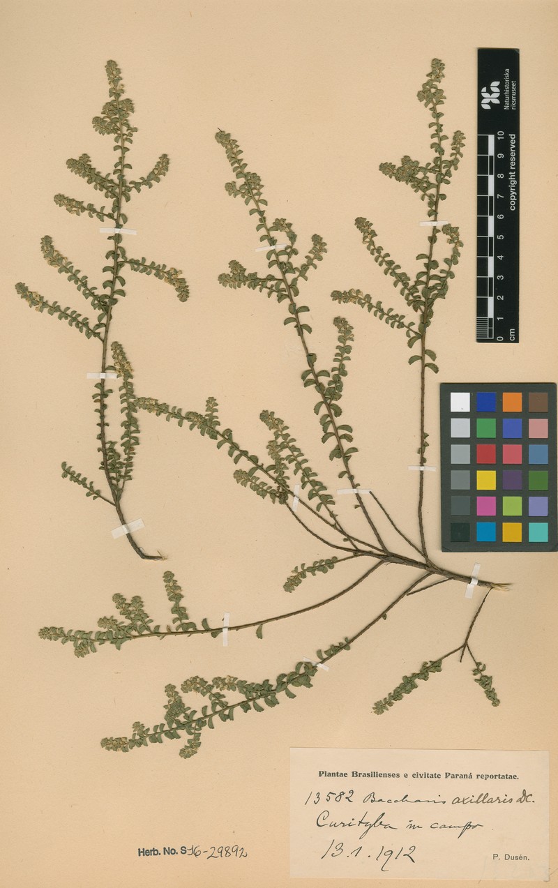 Baccharis axillaris photo 4
