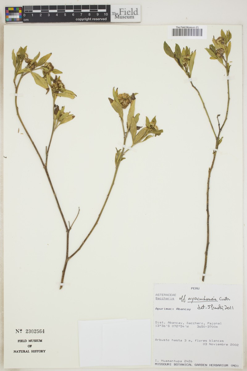 Baccharis ayacuchensis