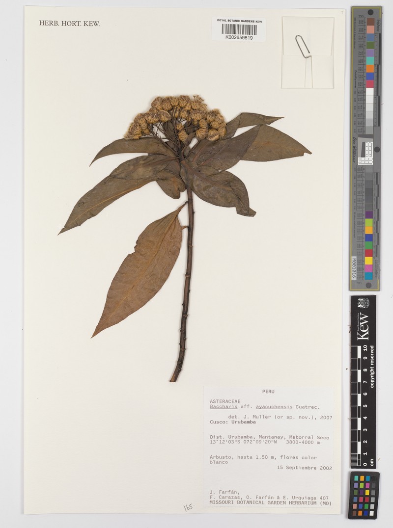 Baccharis ayacuchensis photo 2