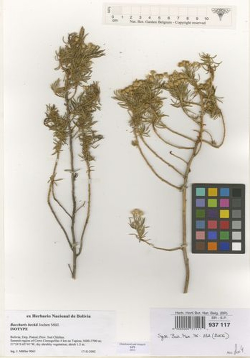 Baccharis beckii