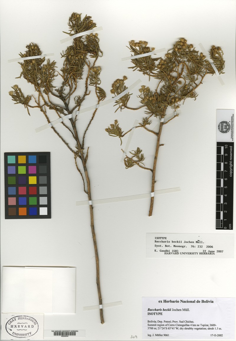 Baccharis beckii photo 2