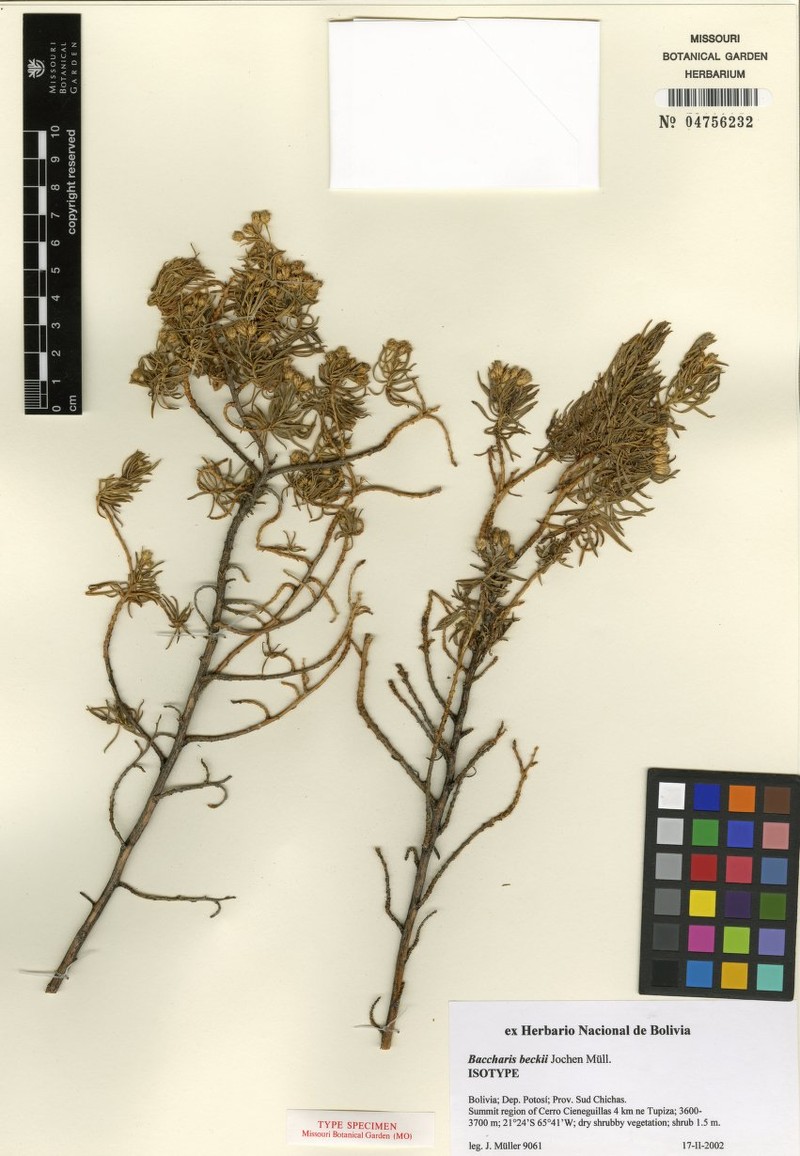 Baccharis beckii photo 3