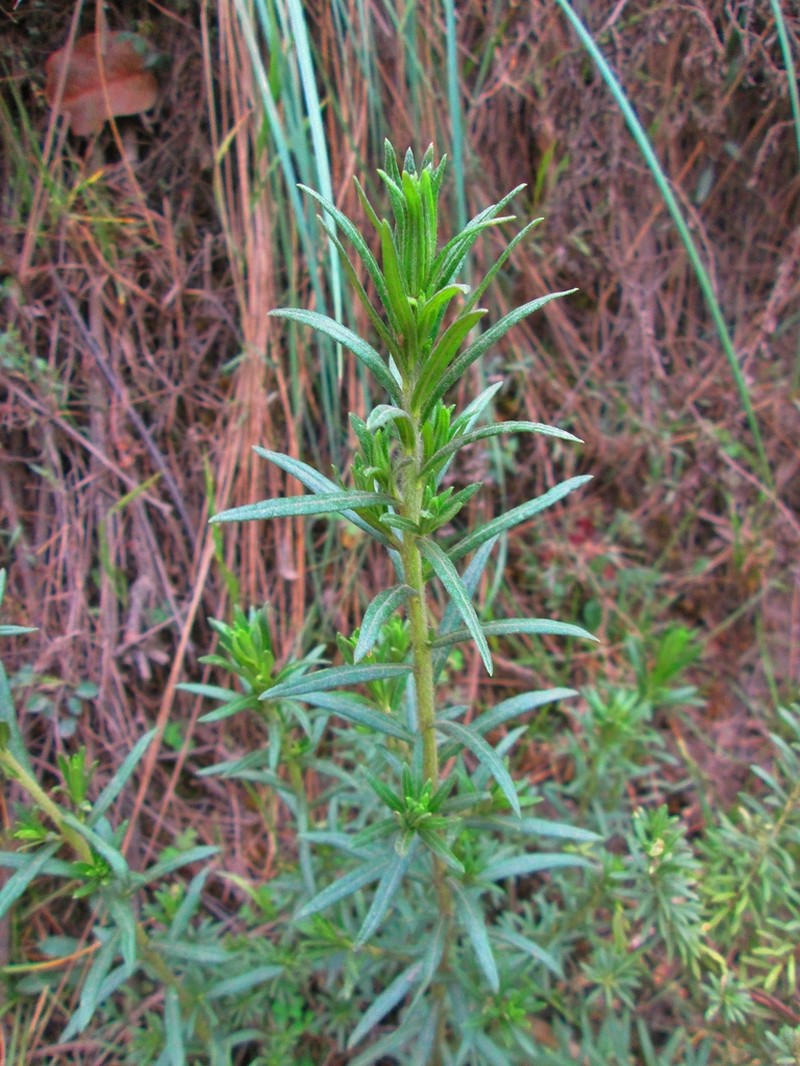 Baccharis bicolor