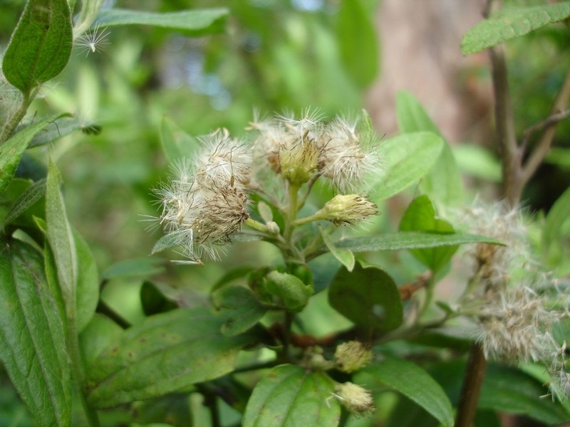 Baccharis bifrons photo 2