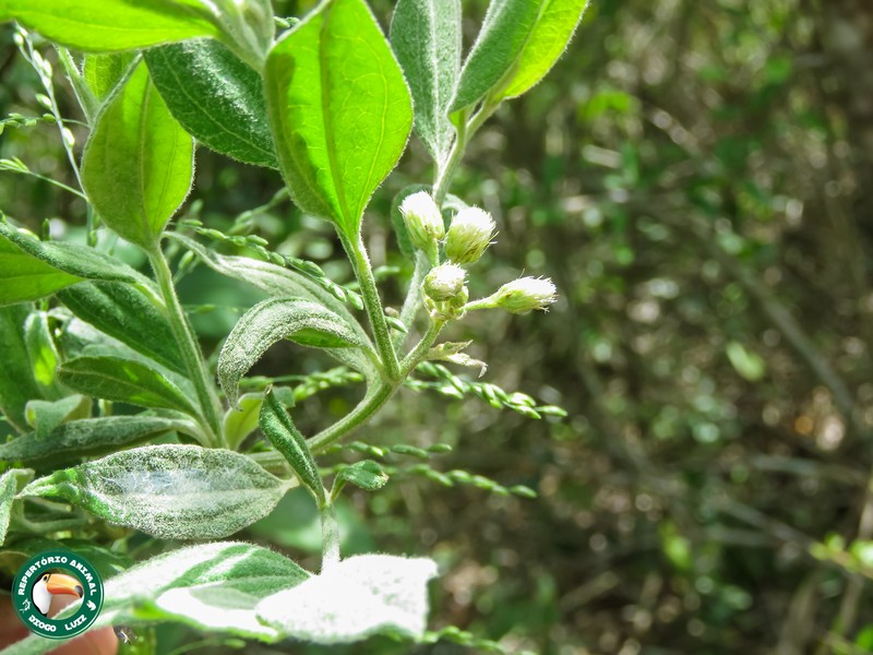 Baccharis bifrons photo 3