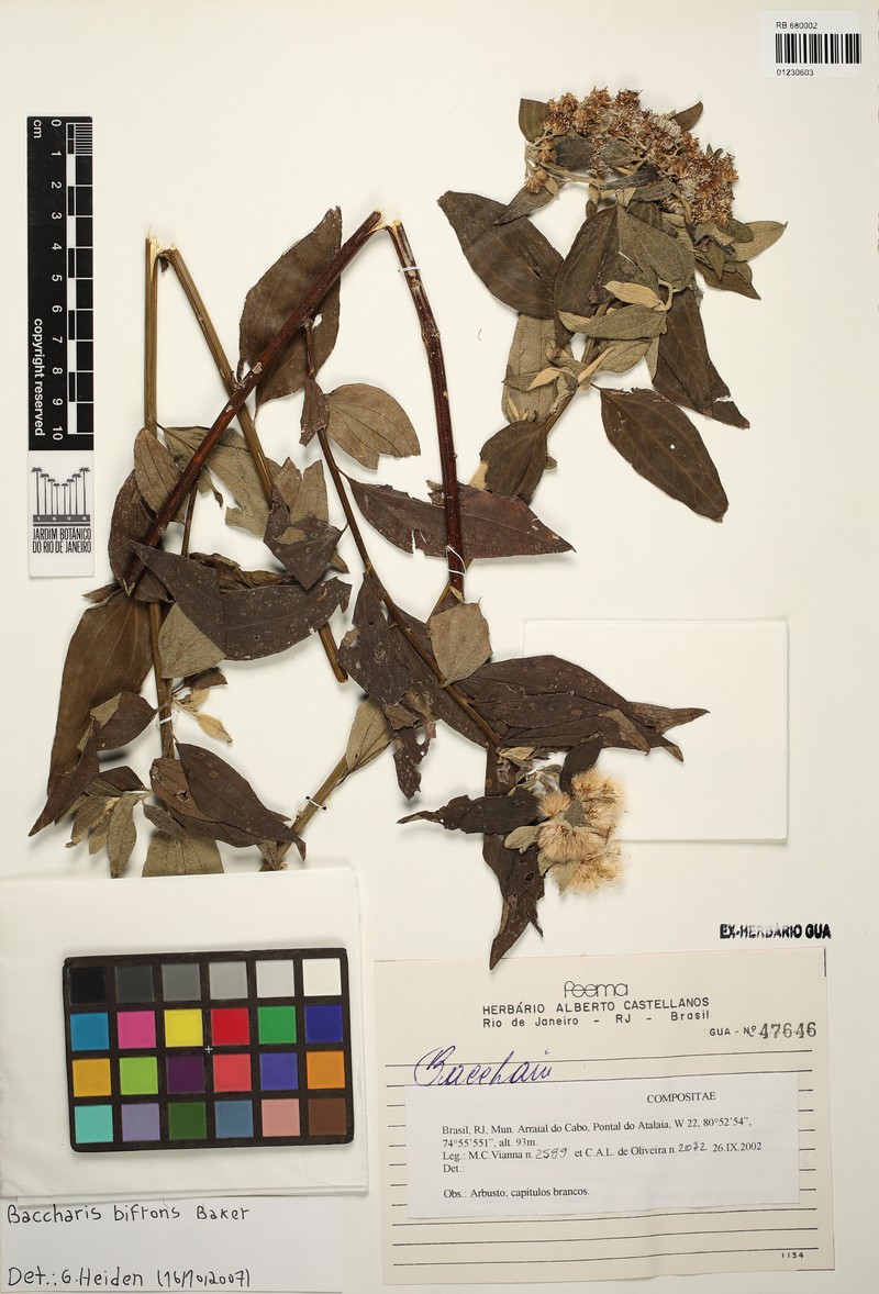 Baccharis bifrons photo 5