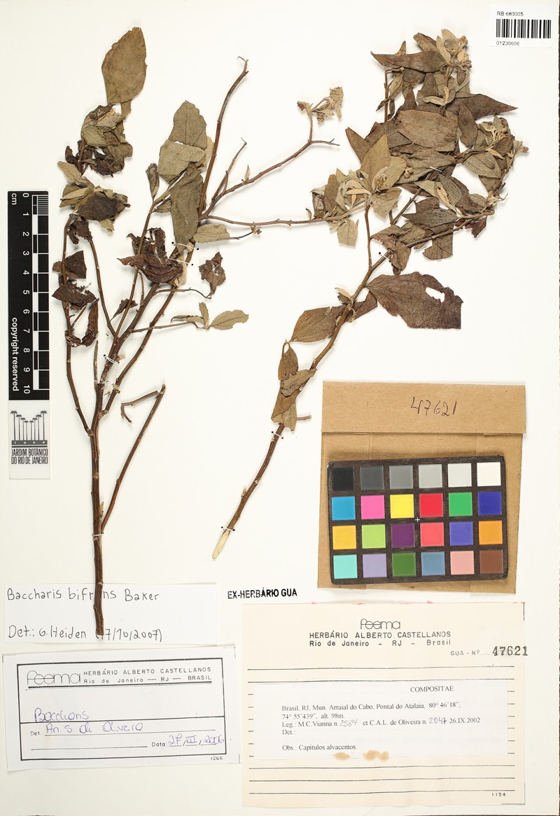 Baccharis bifrons photo 6