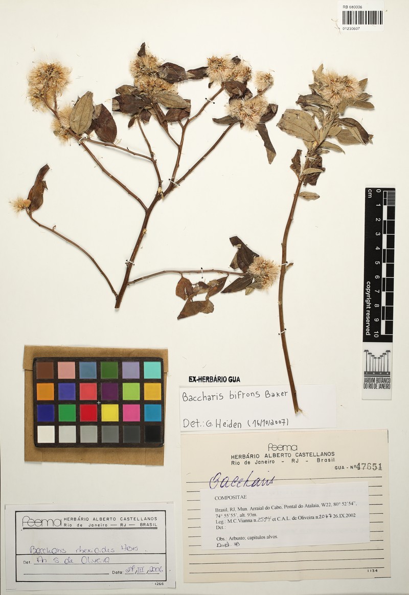 Baccharis bifrons photo 7