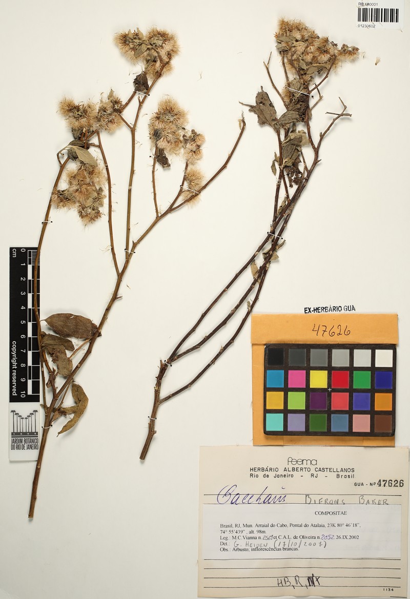 Baccharis bifrons photo 8