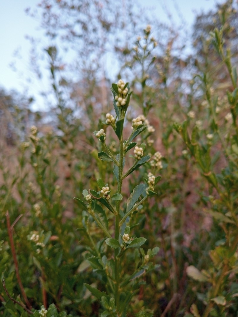 Bigelow's False Willow