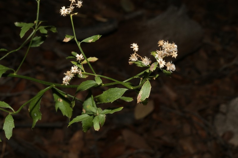 Bigelow's False Willow photo 2