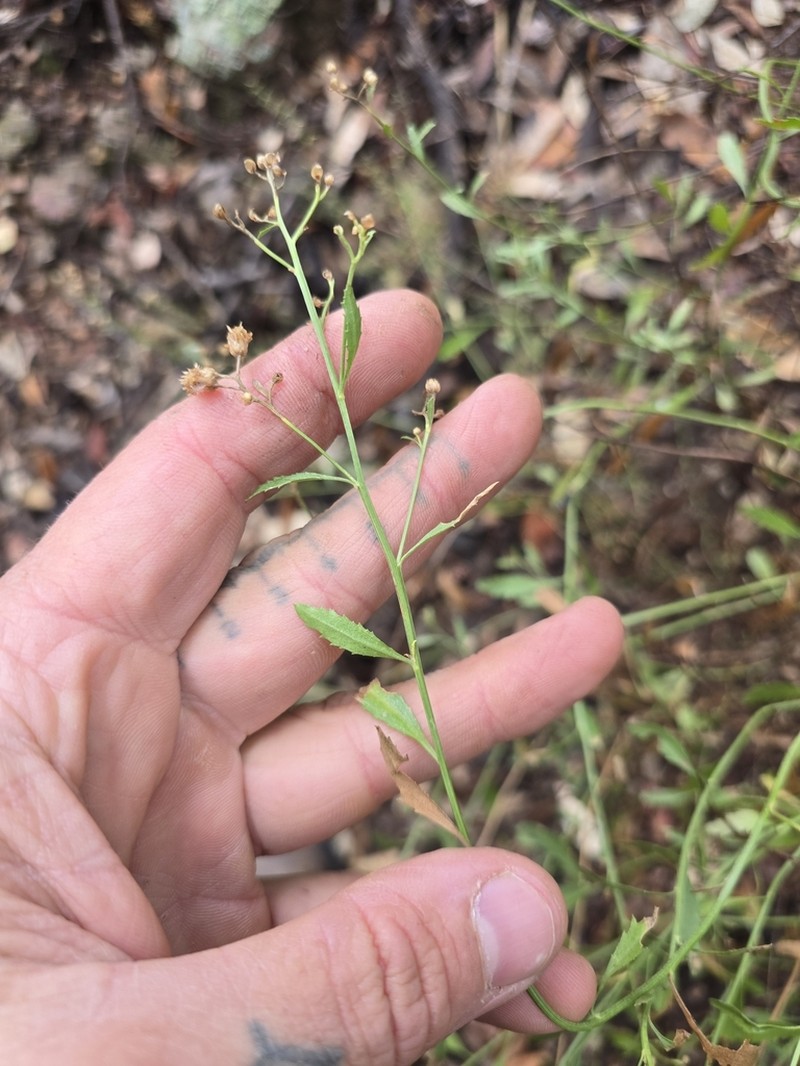 Bigelow's False Willow photo 3