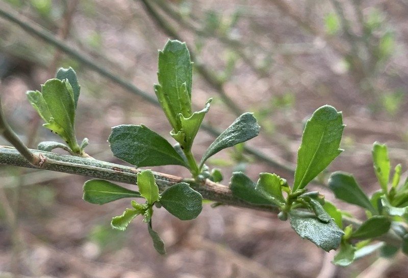 Bigelow's False Willow photo 4