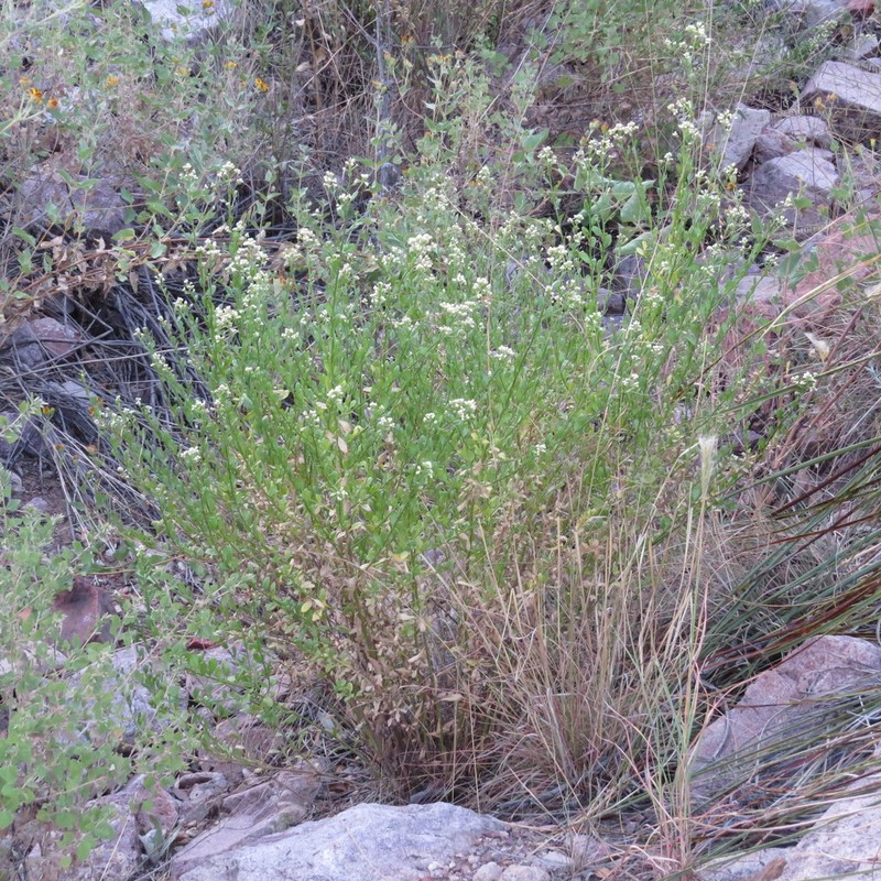 Bigelow's False Willow photo 5