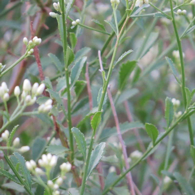 Bigelow's False Willow photo 8