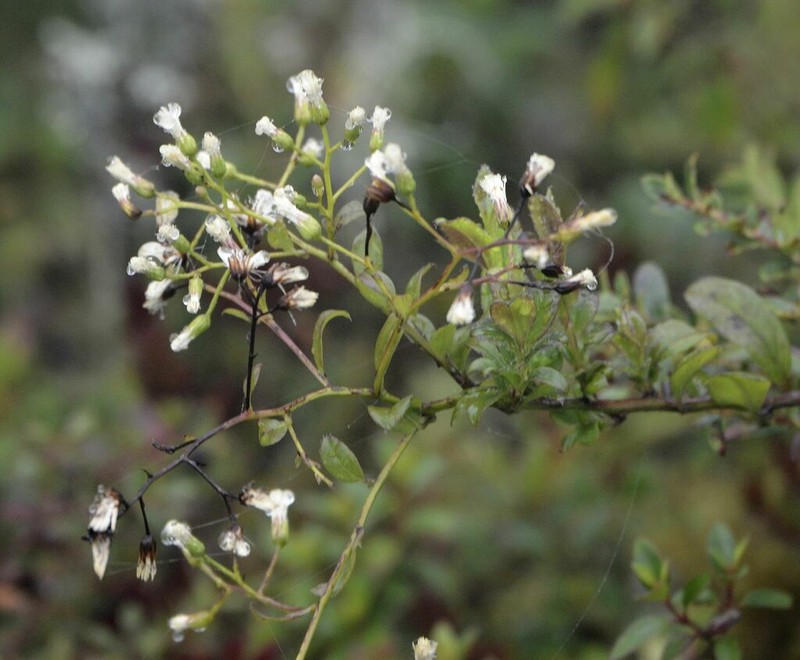 Baccharis bogotensis
